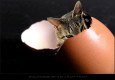 Also doch: Katzen schlüpfen aus Eiern